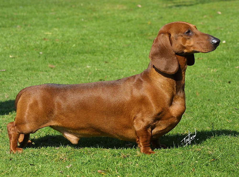 Dog Breeds trivia question image