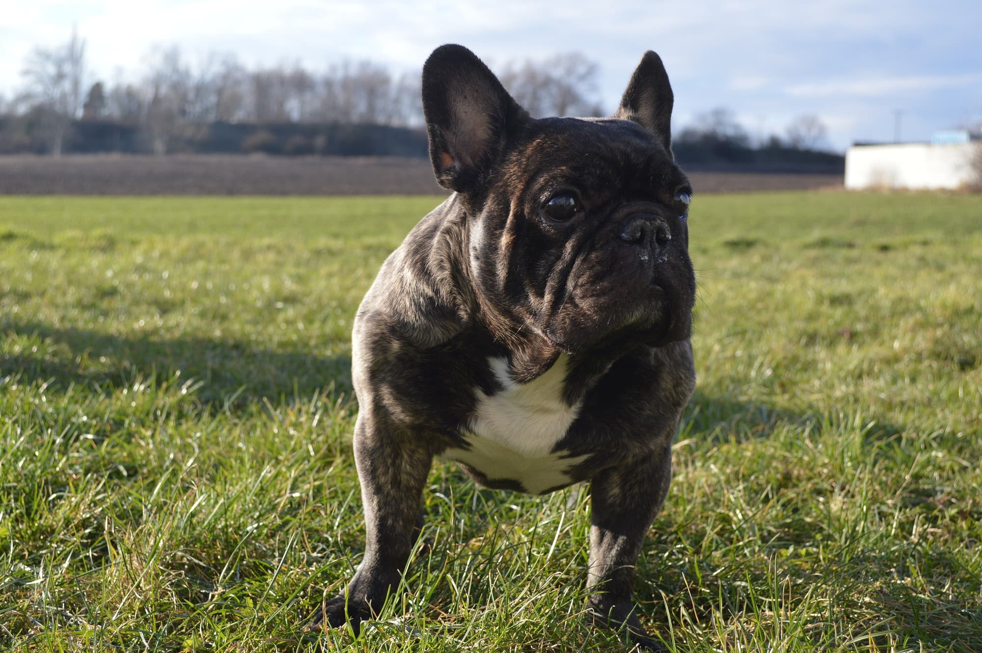 Dog Breeds trivia question image