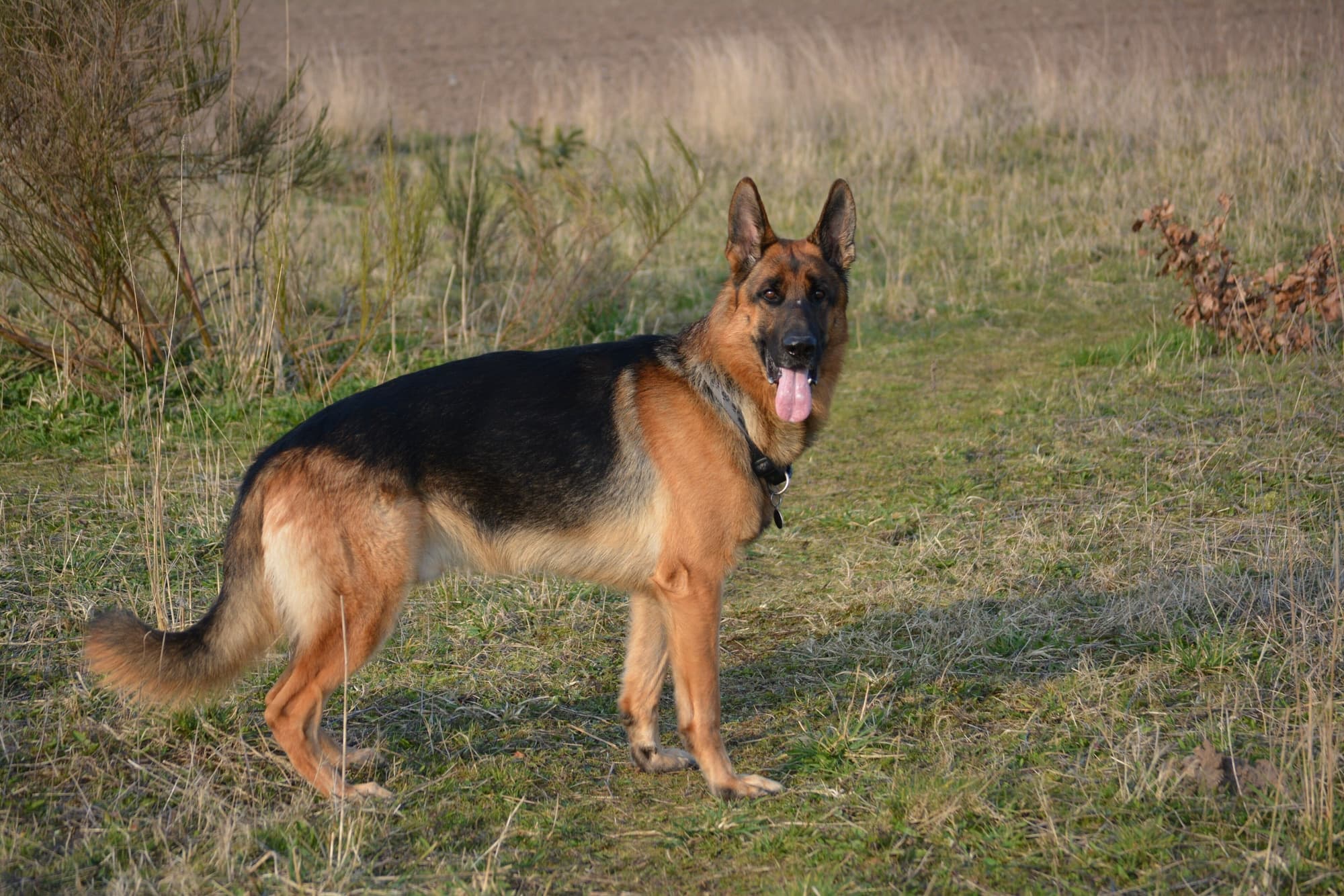 Dog Breeds trivia question image