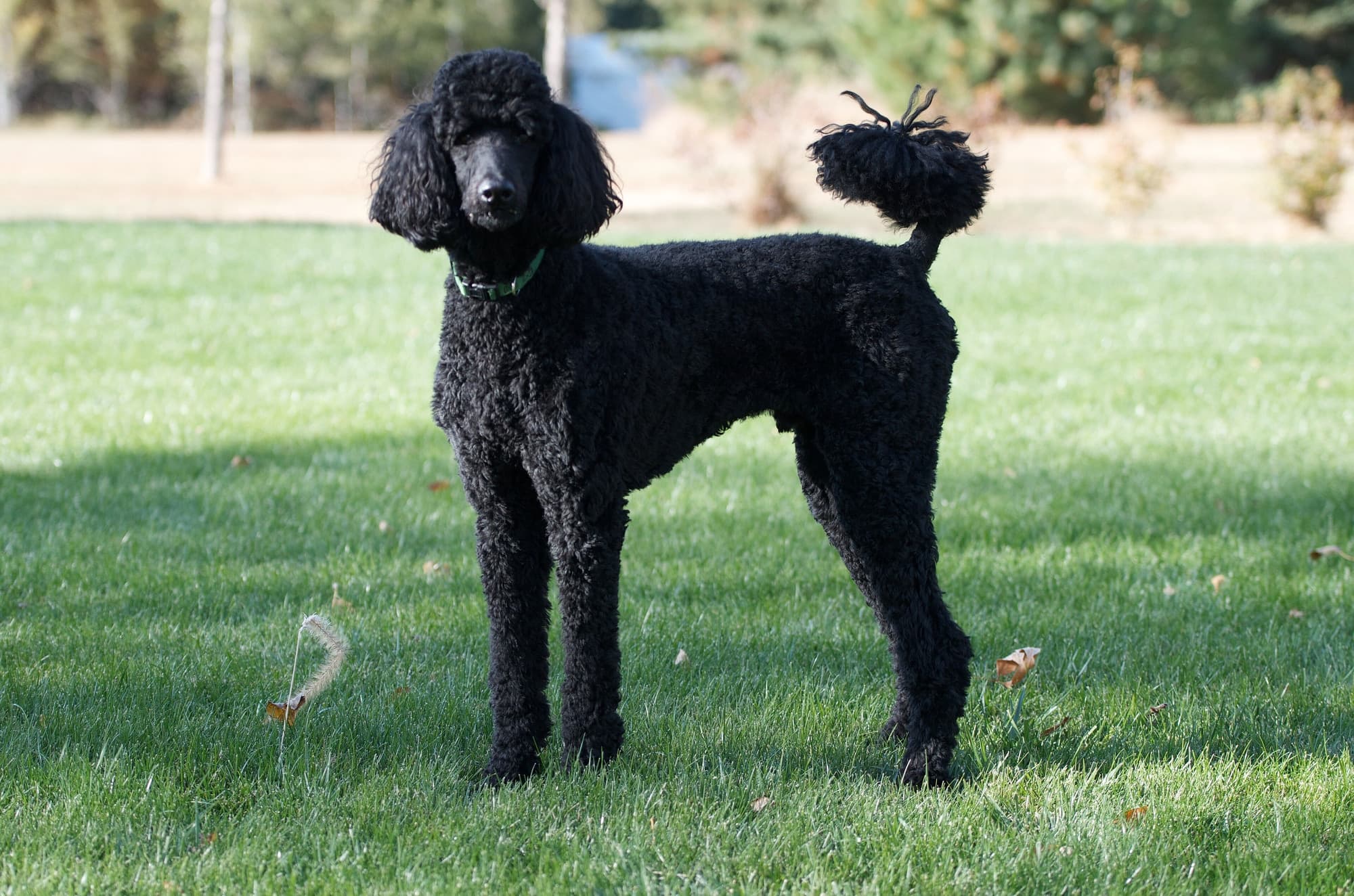 Dog Breeds trivia question image