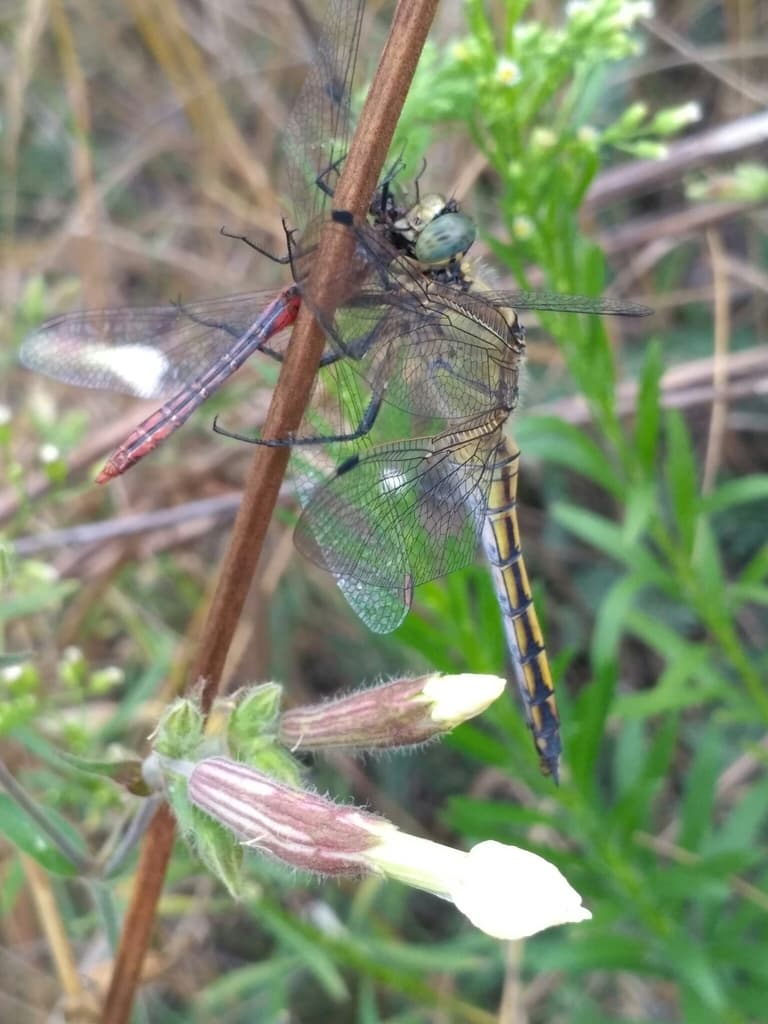 Dragonflies of the World trivia question image