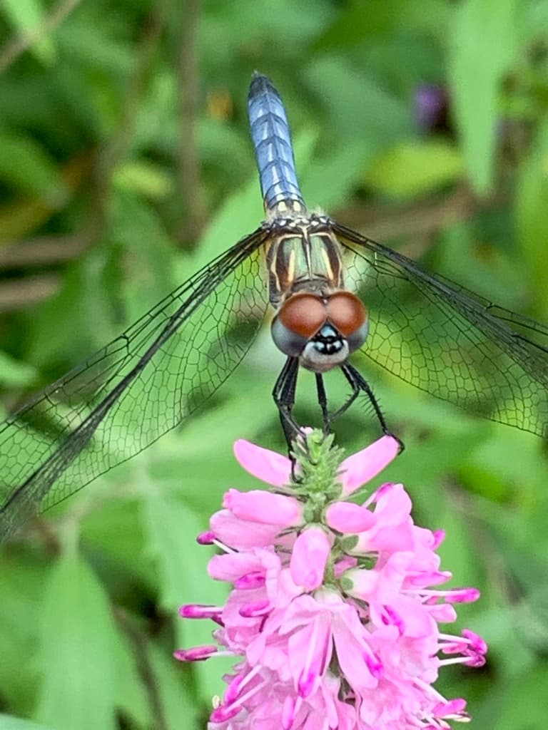 Dragonflies of the World trivia question image
