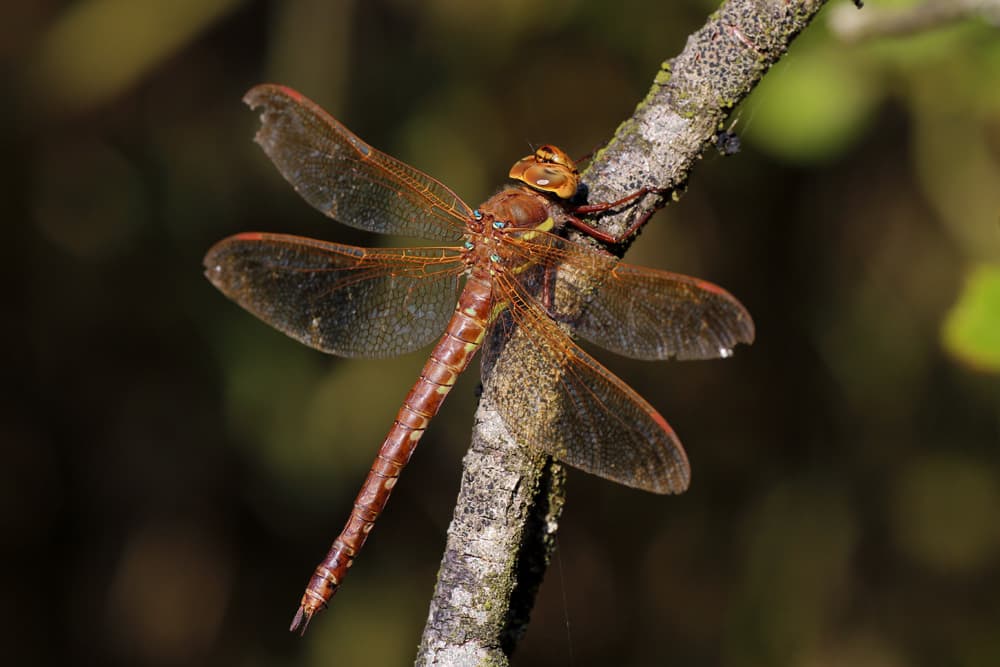 Dragonflies of the World trivia question image