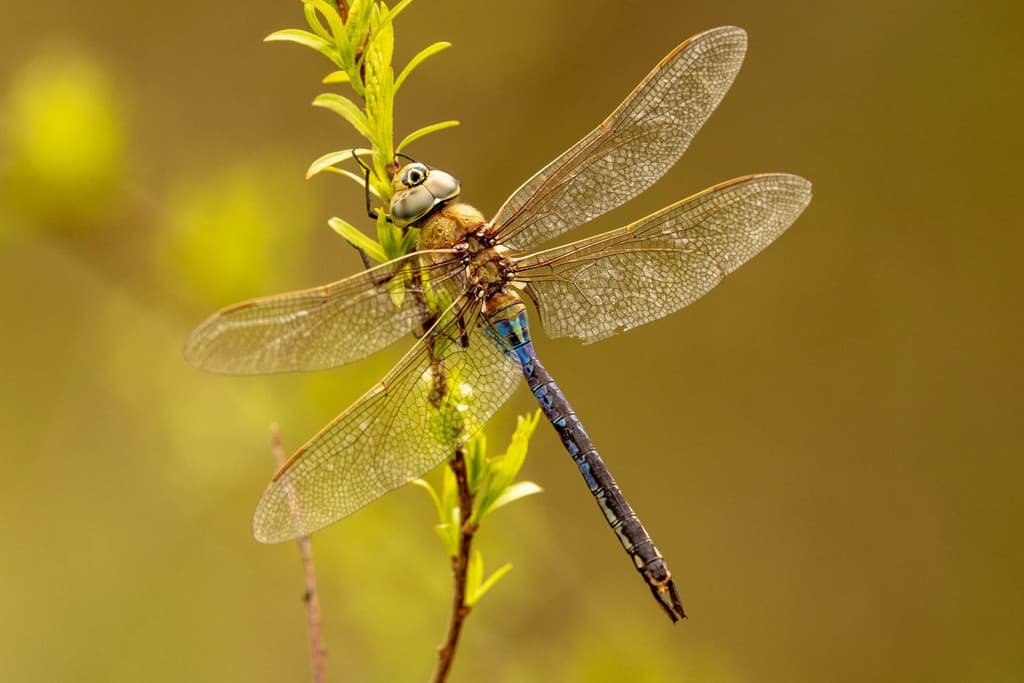 Dragonflies of the World trivia question image