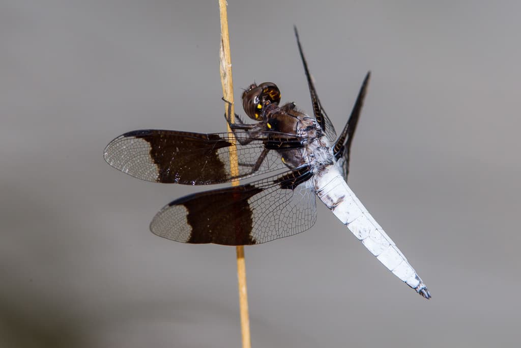 Dragonflies of the World trivia question image