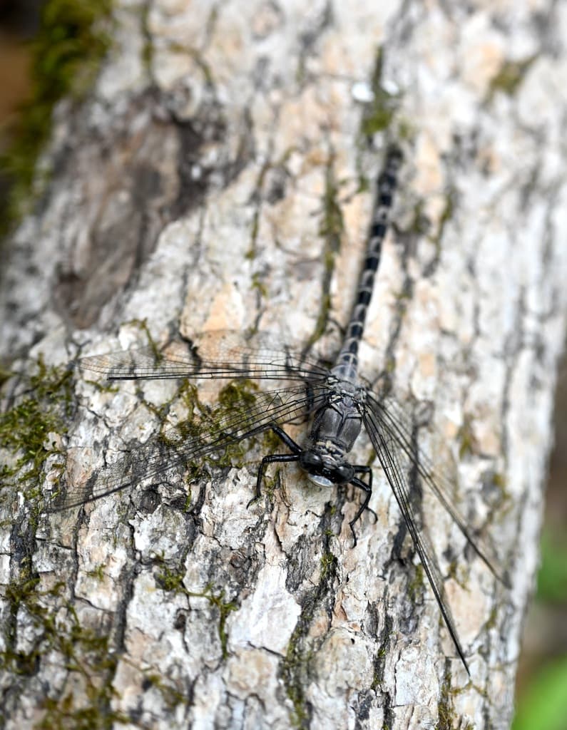 Dragonflies of the World trivia question image