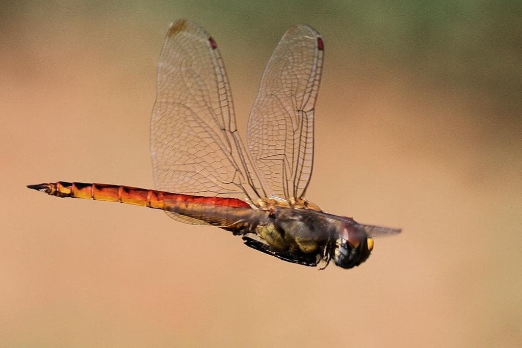 Dragonflies of the World trivia question image