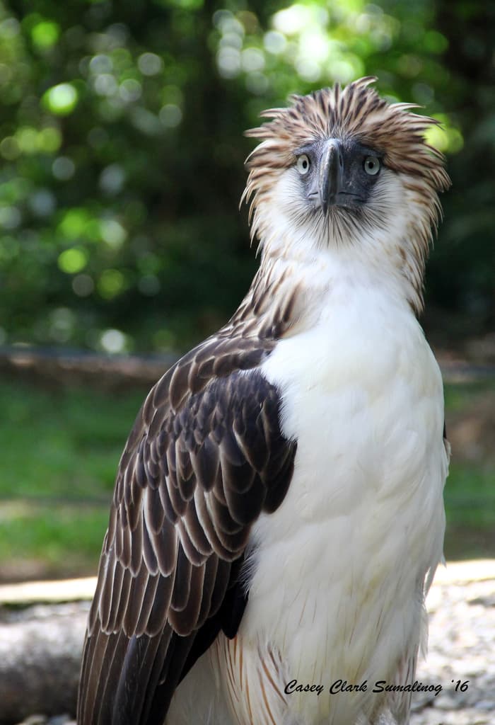 Eagles of the World trivia question image