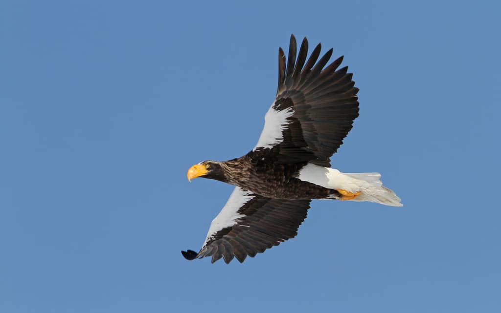Eagles of the World trivia question image