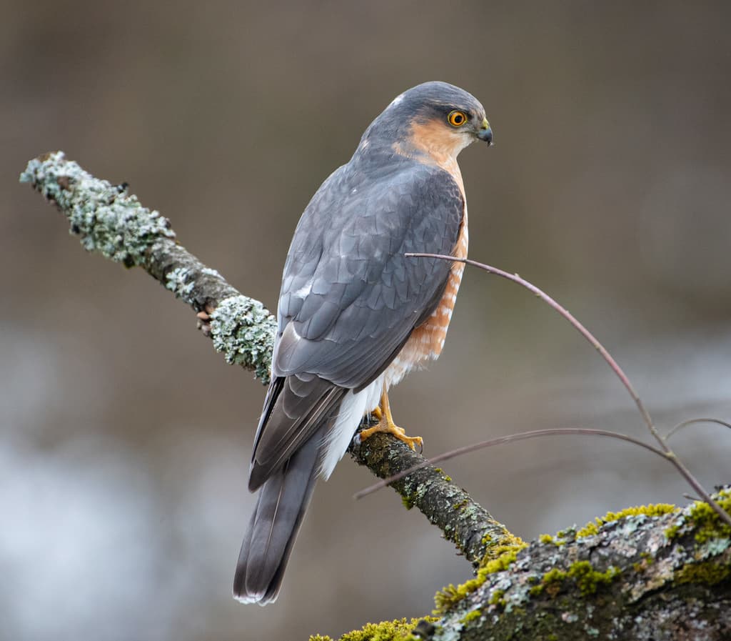 Hawks and Buzzards of the World trivia question image