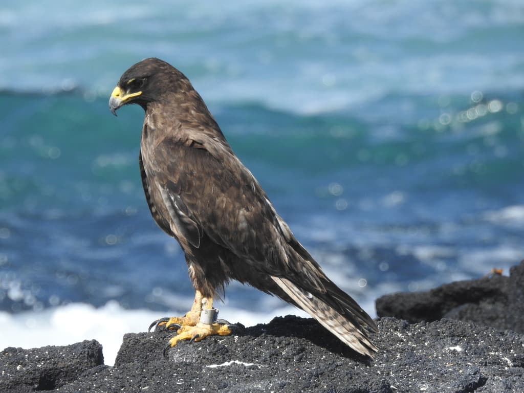 Hawks and Buzzards of the World trivia question image