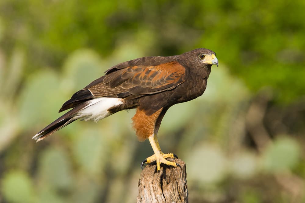 Hawks and Buzzards of the World trivia question image