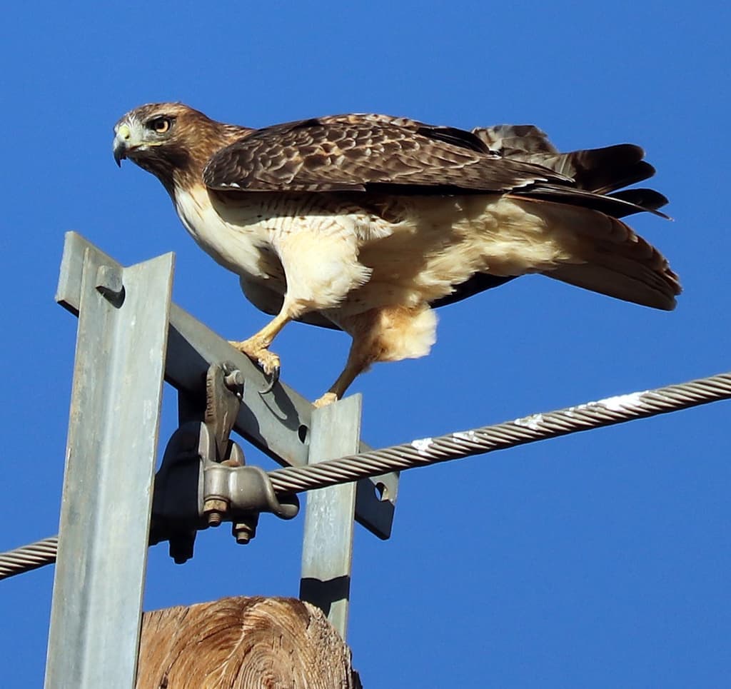 Hawks and Buzzards of the World trivia question image