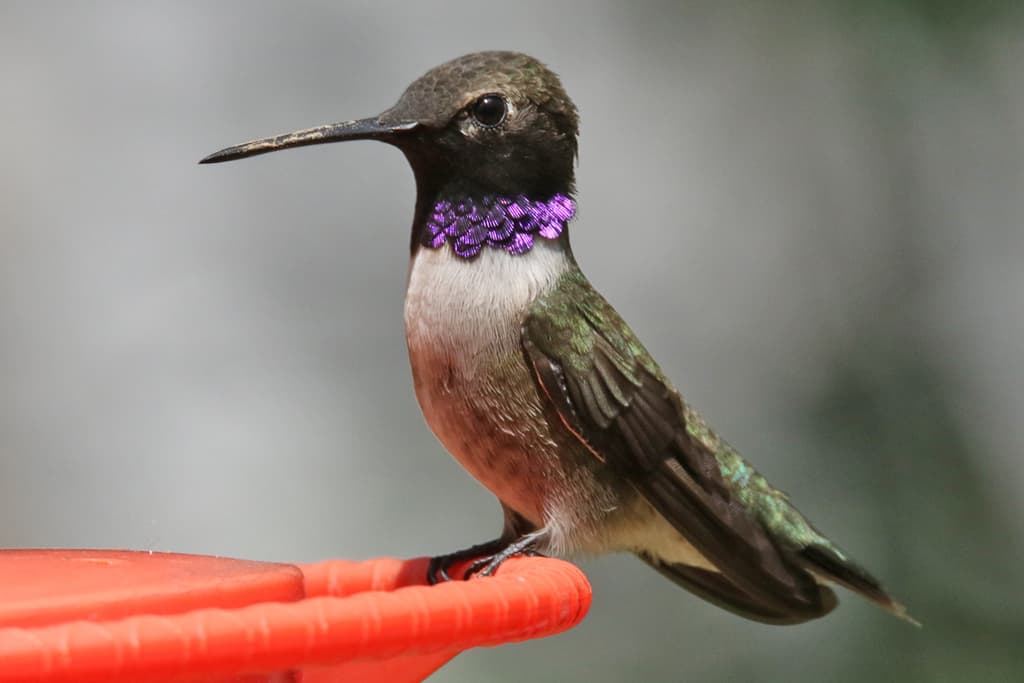 Hummingbirds of the Americas trivia question image