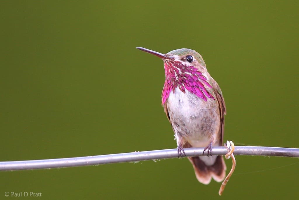 Hummingbirds of the Americas trivia question image