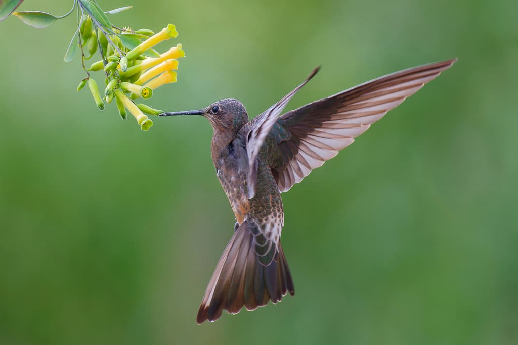 Hummingbirds of the Americas trivia question image