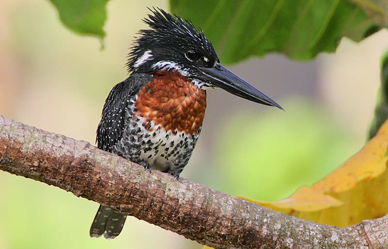 Kingfishers of the World trivia question image