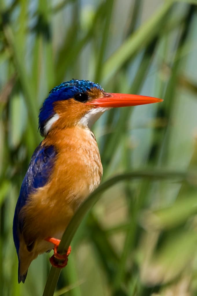 Kingfishers of the World trivia question image