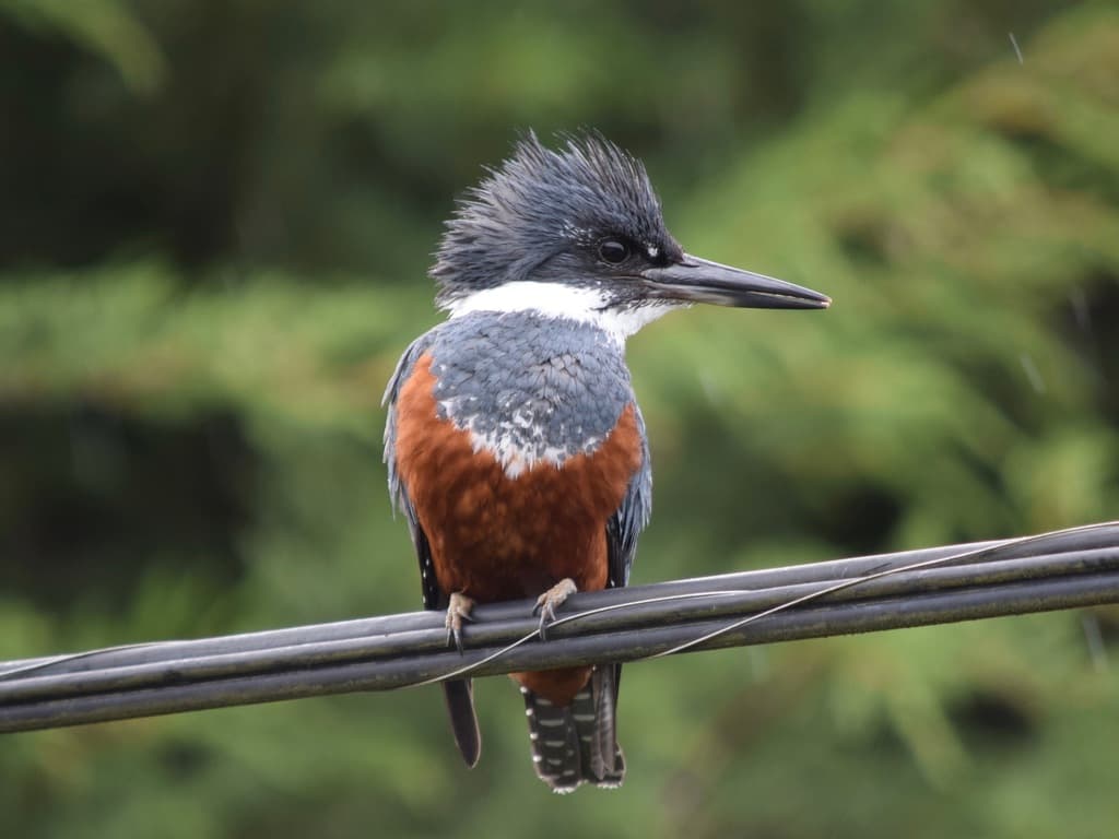 Kingfishers of the World trivia question image