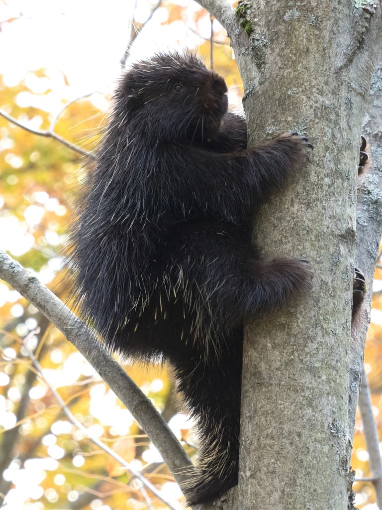Mammals of North America trivia question image