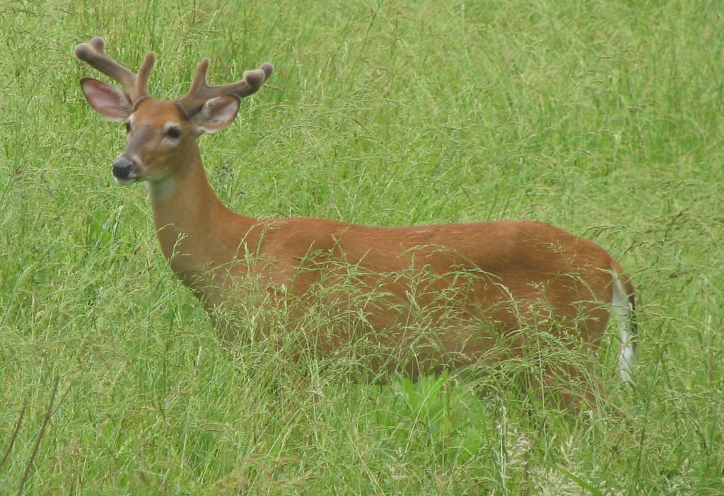 Mammals of North America trivia question image