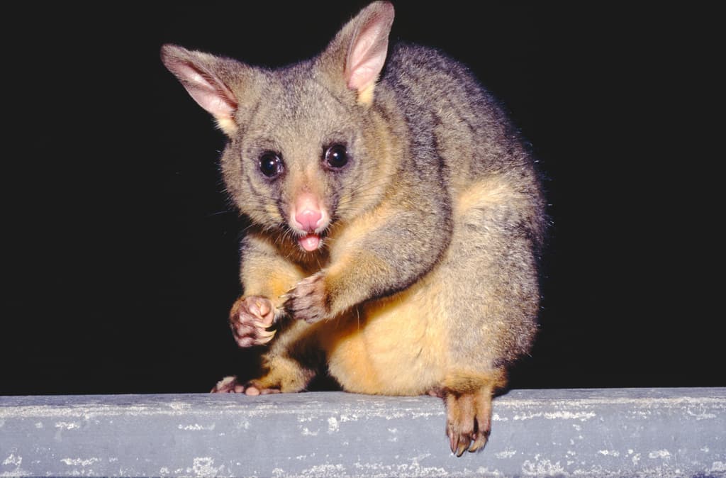 Mammals of Oceania trivia question image