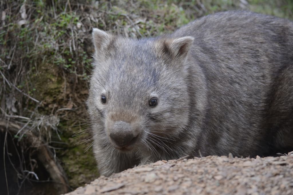 Mammals of Oceania trivia question image