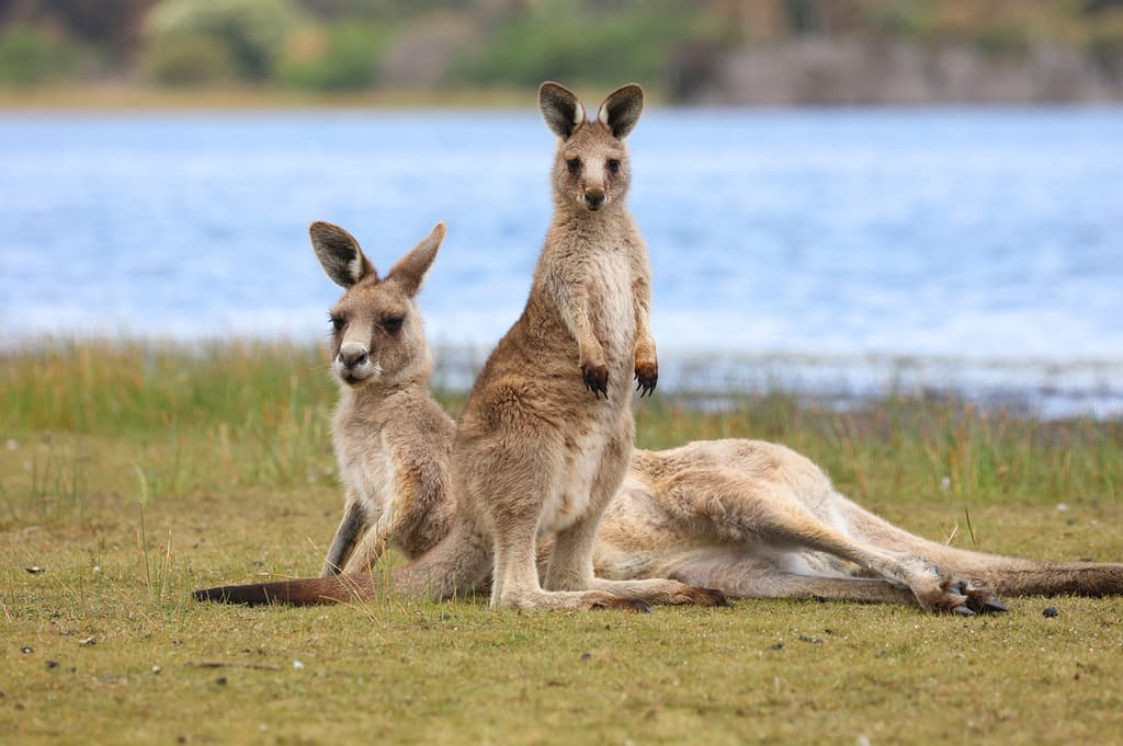 Mammals of Oceania trivia question image