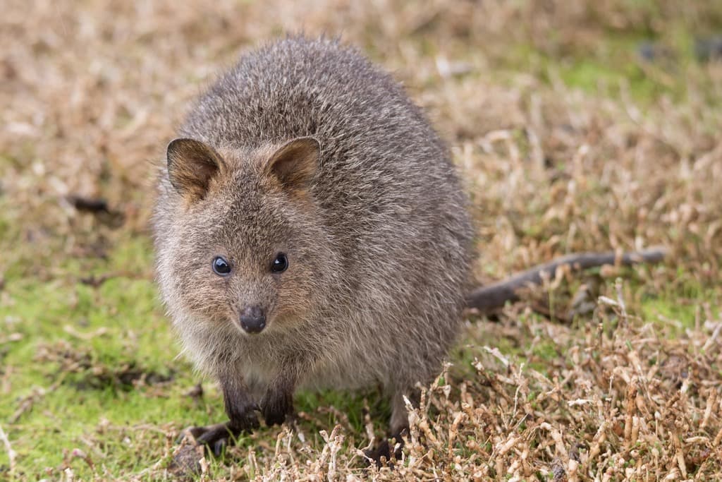 Mammals of Oceania trivia question image
