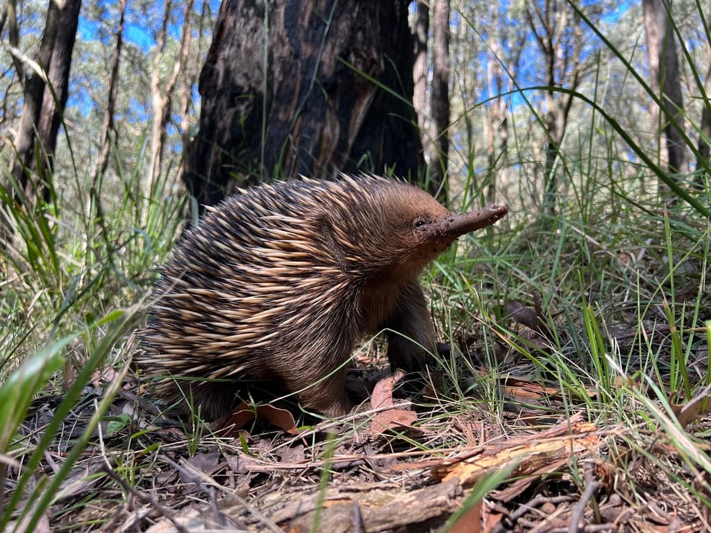 Mammals of Oceania trivia question image