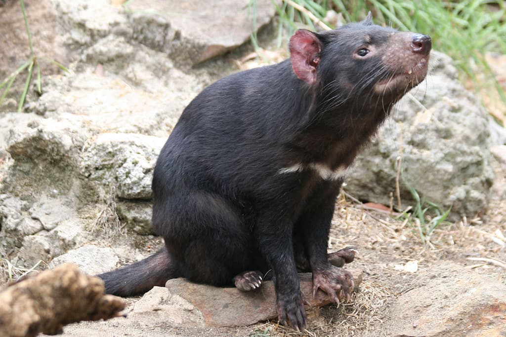Mammals of Oceania trivia question image