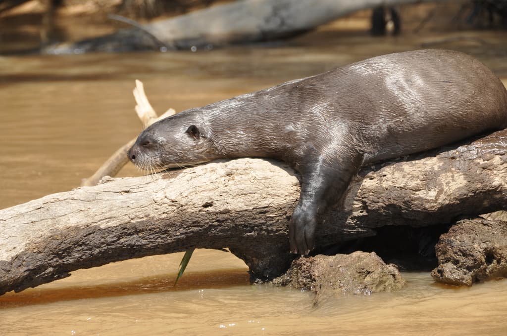 Mammals of South America trivia question image