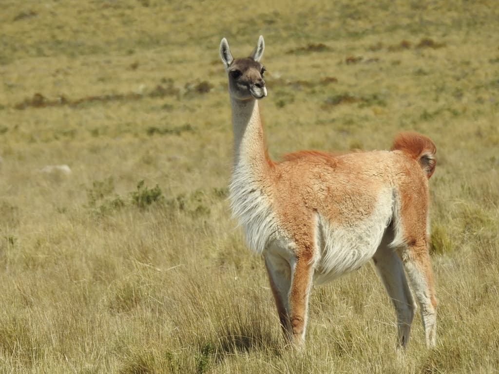 Mammals of South America trivia question image
