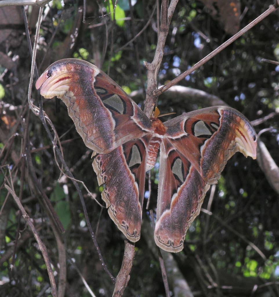 Moths of the World trivia question image