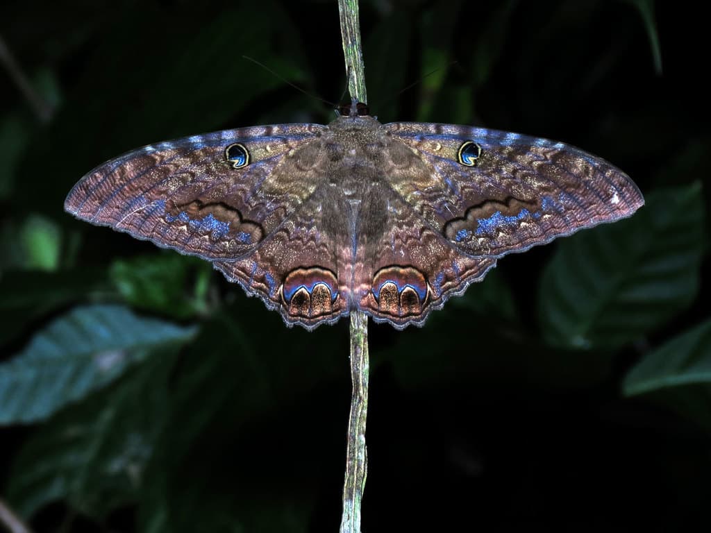 Moths of the World trivia question image
