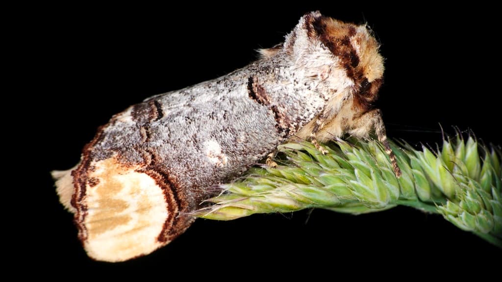 Moths of the World trivia question image