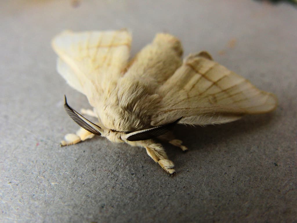 Moths of the World trivia question image
