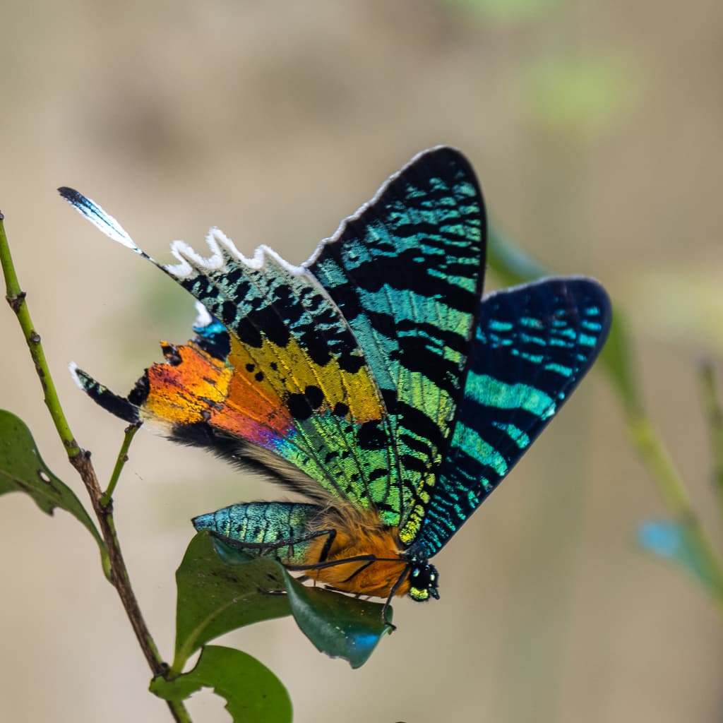 Moths of the World trivia question image