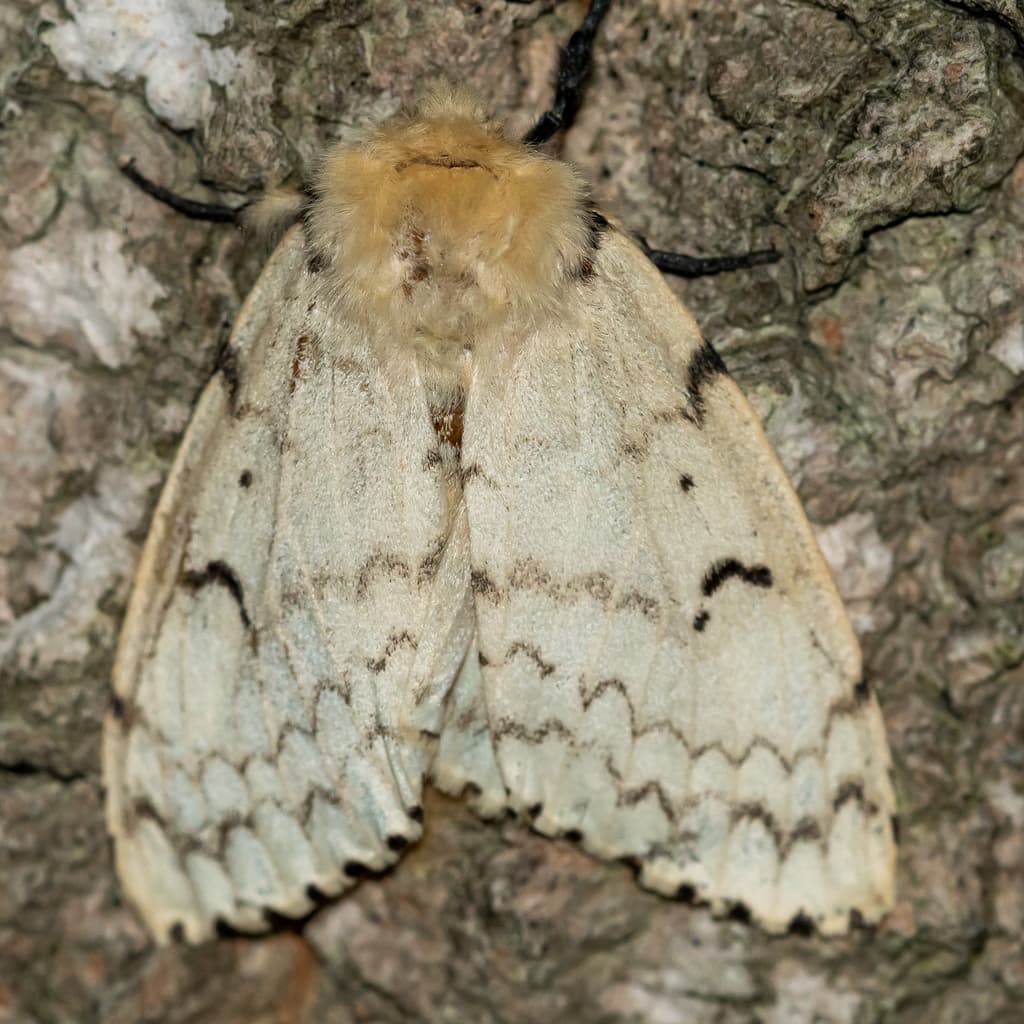 Moths of the World trivia question image