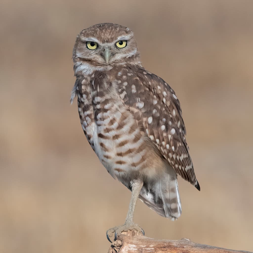 Owls of the World trivia question image
