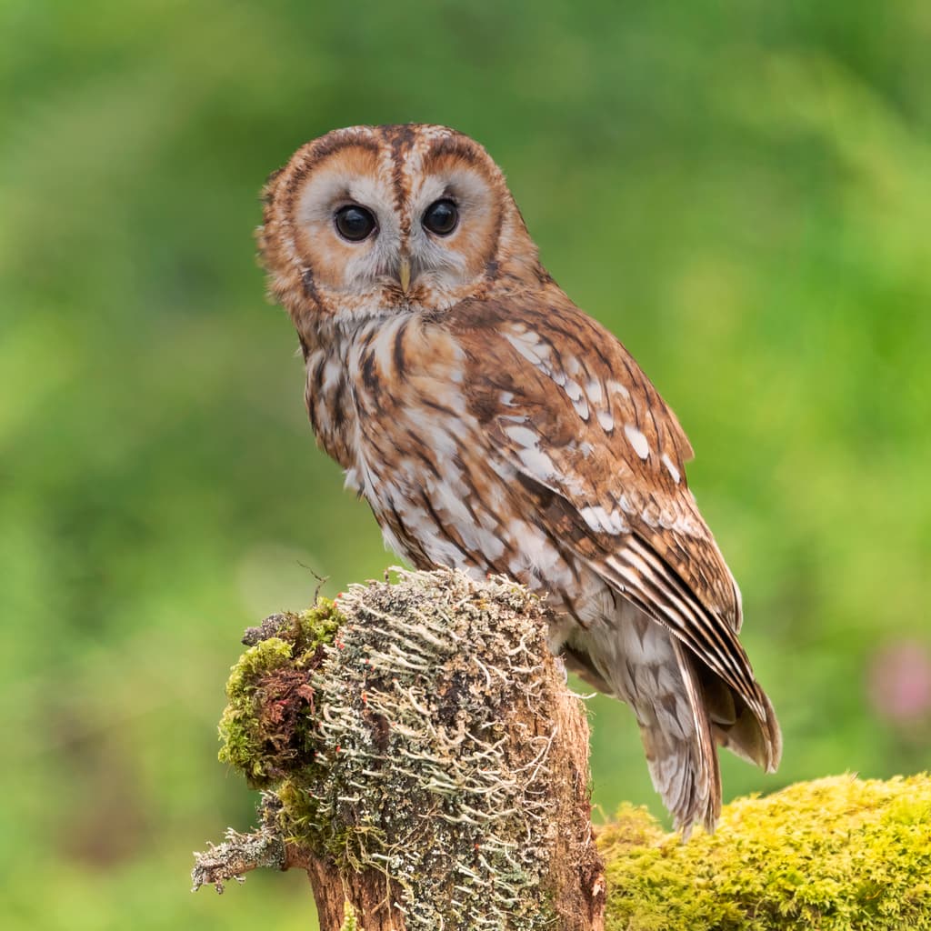 Owls of the World trivia question image