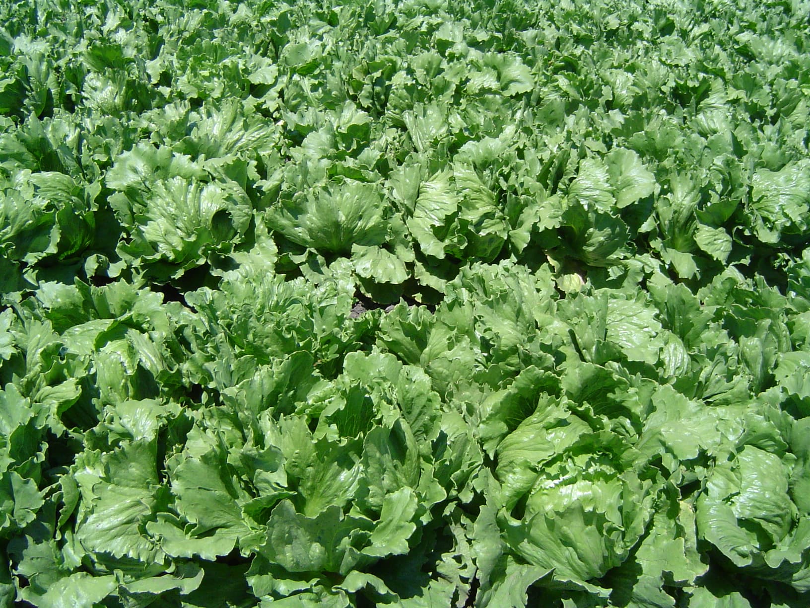 Everyday Vegetables trivia question image