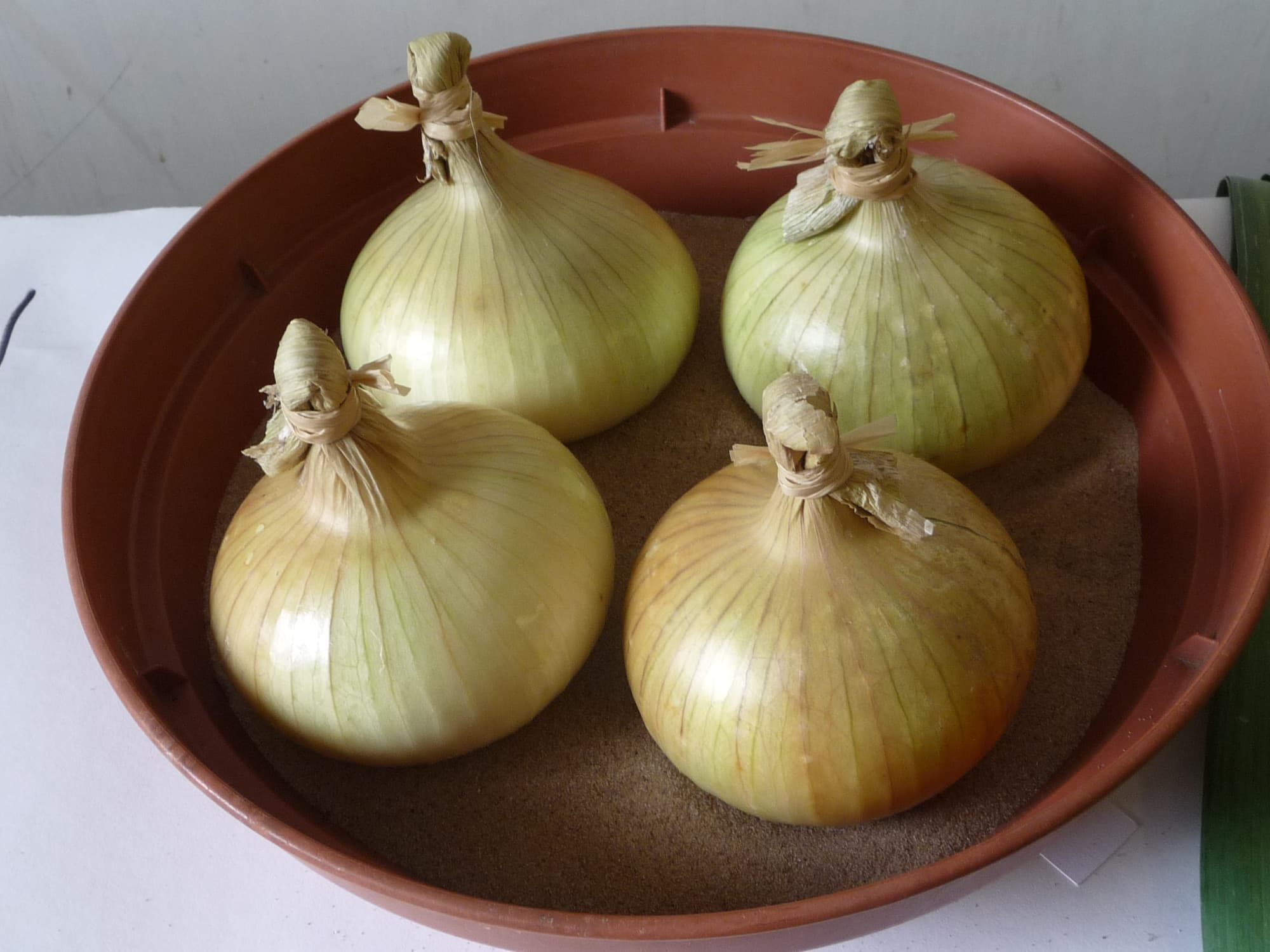 Everyday Vegetables trivia question image