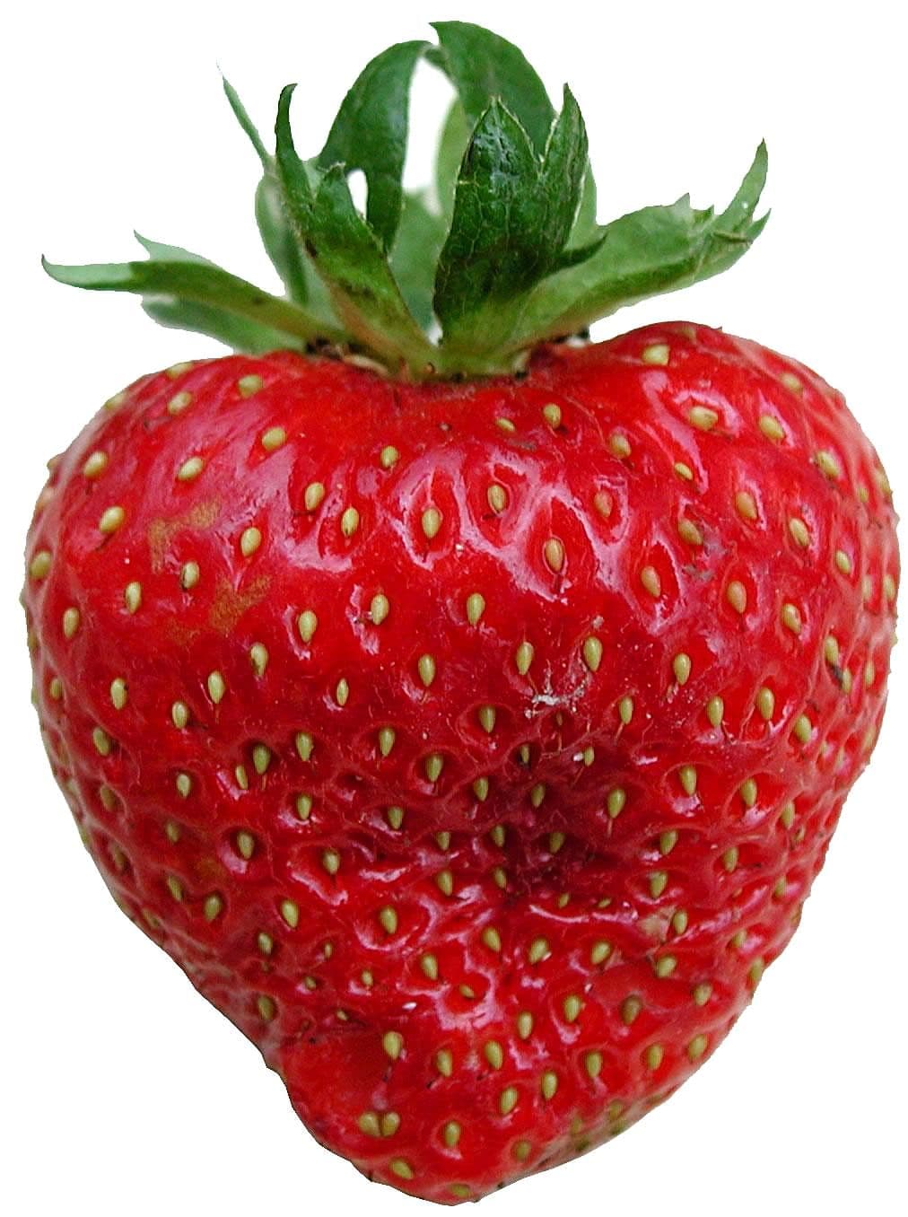 Everyday Fruit trivia question image