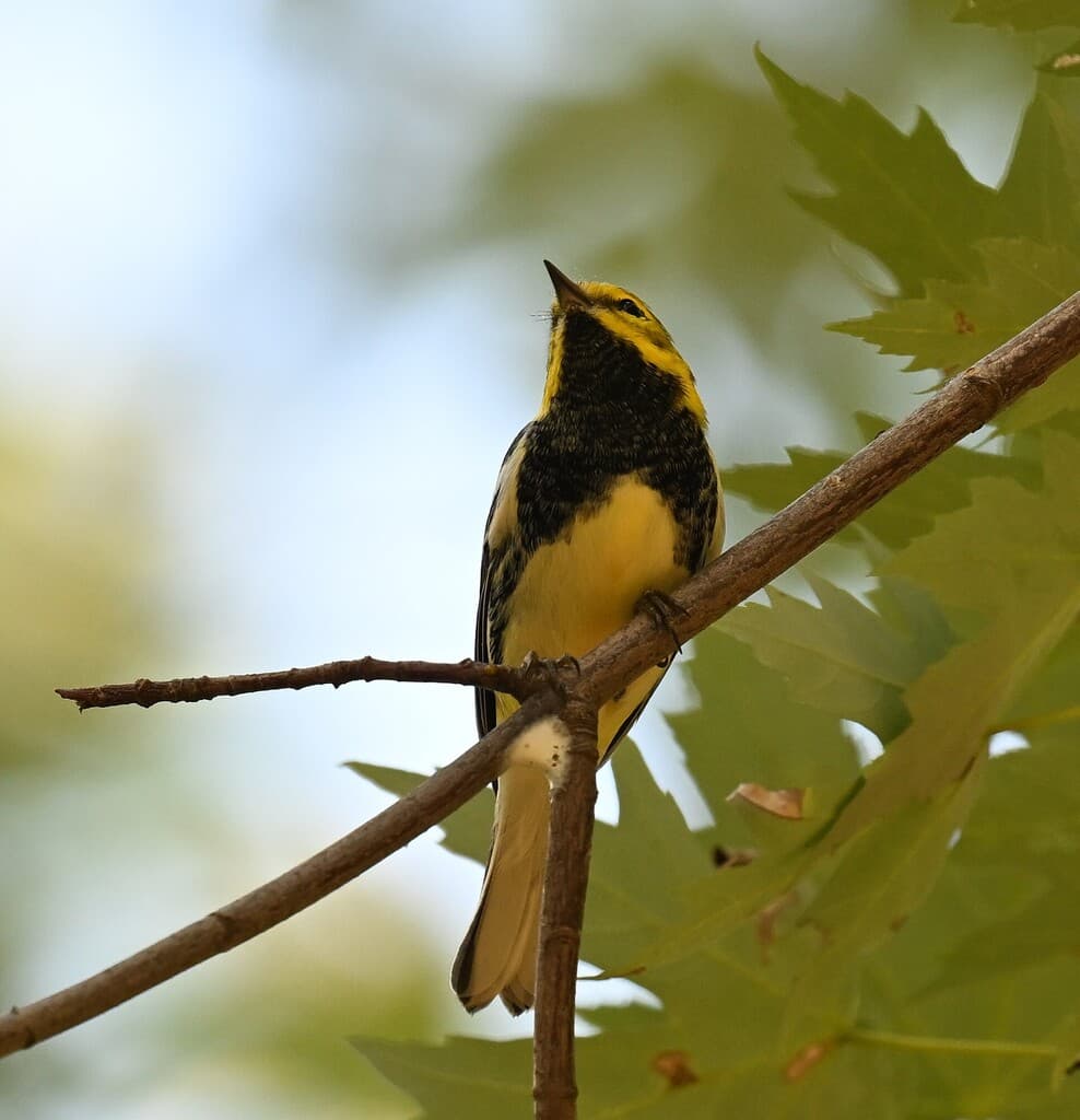 Warblers, Male and Female trivia question image