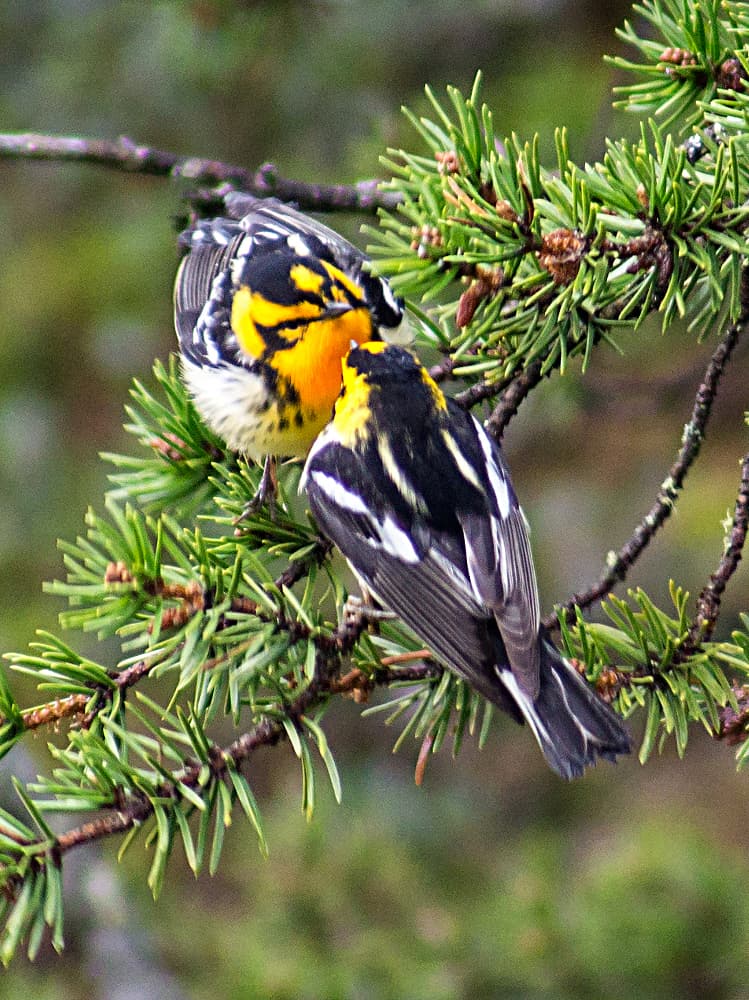 Warblers, Male and Female trivia question image