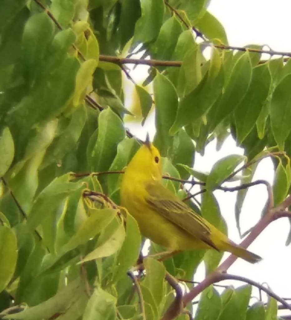 Warblers, Male and Female trivia question image