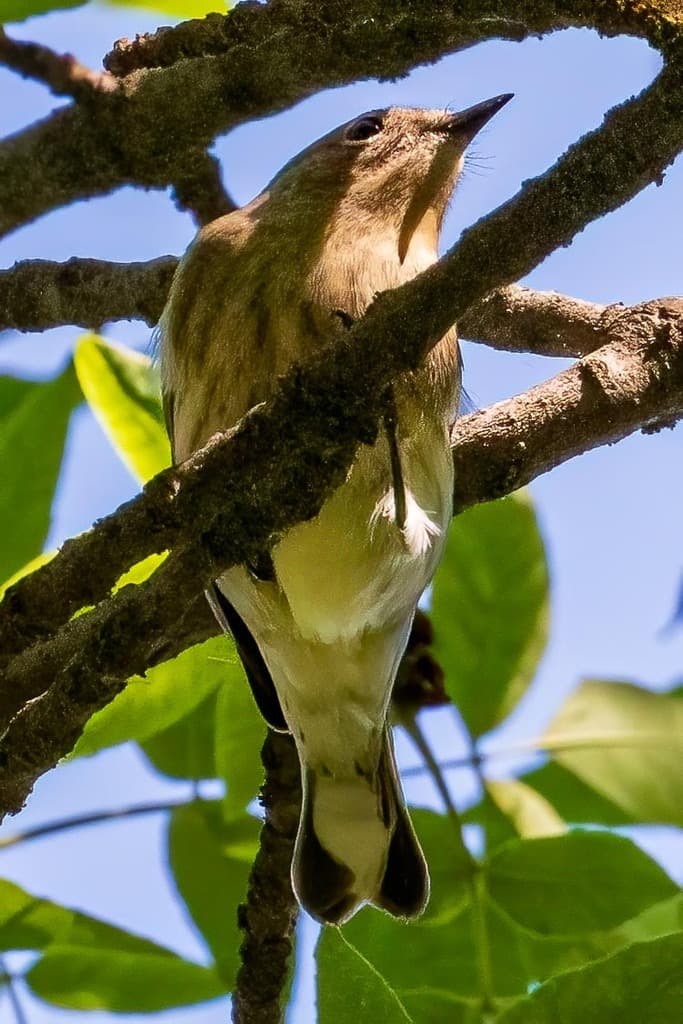 Warblers, Male and Female trivia question image